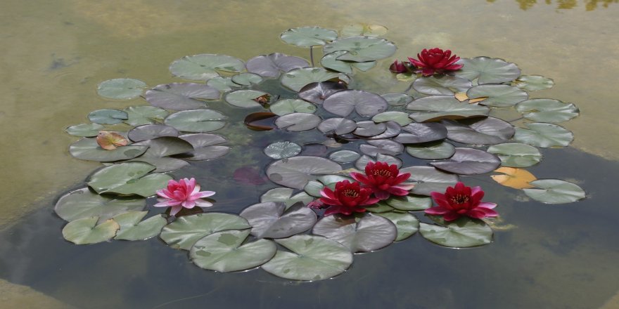 Nilüferleri koparanlara 73 bin TL ceza veriliyor