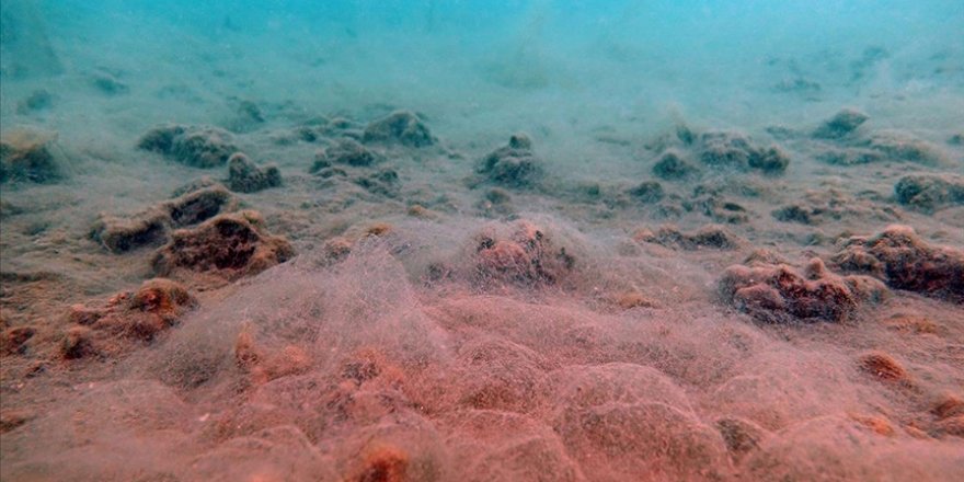 Erdek ve Bandırma körfezlerinin dibinde deniz salyası tehlikesi