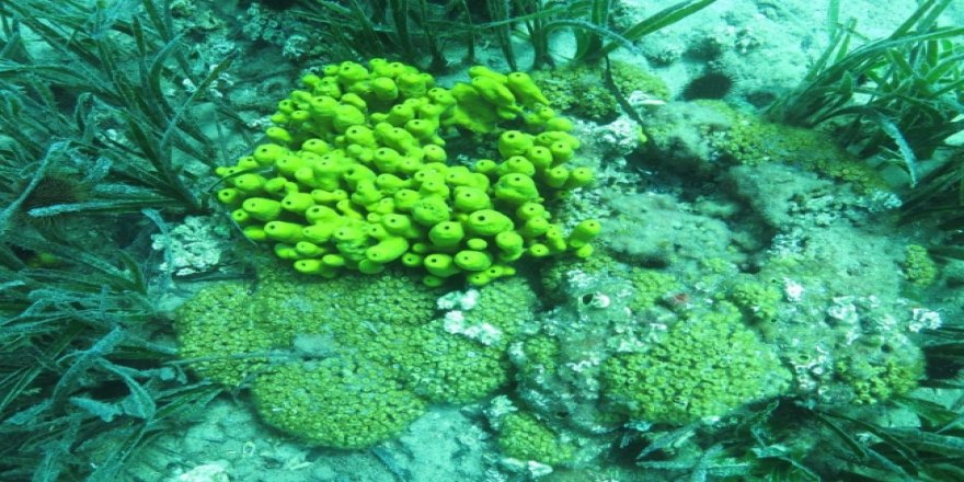 Marmara Denizi'nde müsilaj nedeniyle sünger ve mercanlar büyük zarar gördü