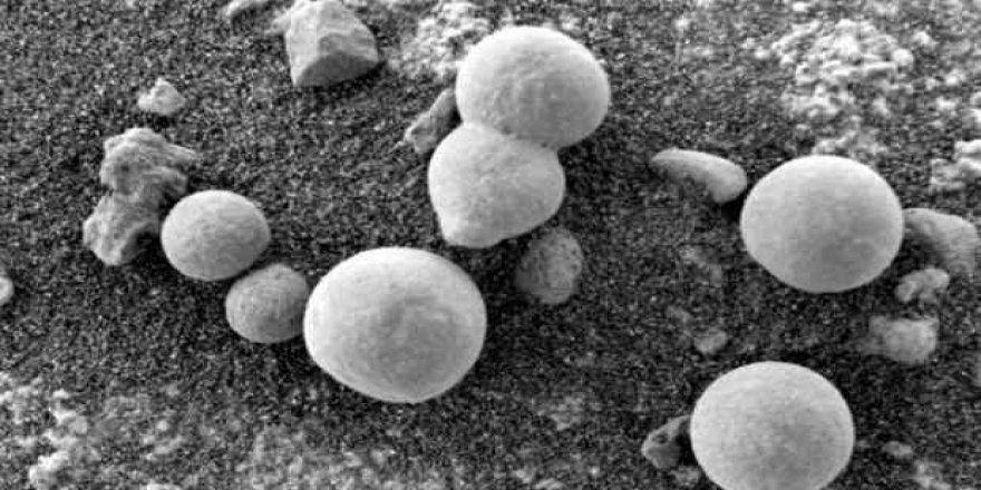 NASA küf mantarlarını Ay’da gezdirecek