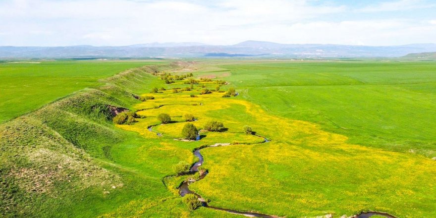 Mendereslerin oluşturduğu görsel şölen insanları etkiliyor