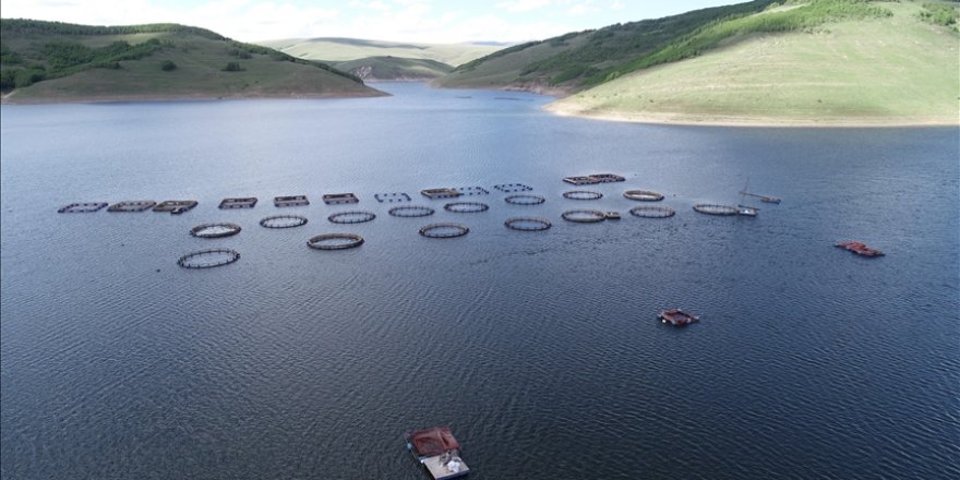 Denizi olmayan Erzurum'da üretilen alabalıklar Karadeniz'de alıcı buluyor