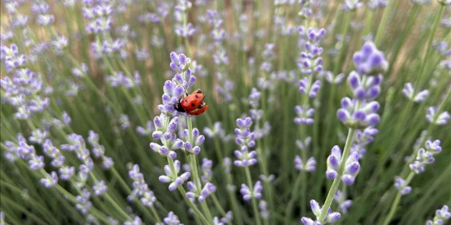 Kainat eczanesinden lavanta, ruh ve beden sağlığı için çok şifalı
