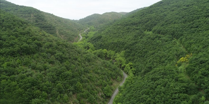 Ekosistemin restorasyonuyla hastalık riskleri azalıyor, sera gazı atmosferden temizleniyor