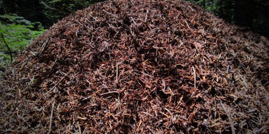 Dev yuvaları olan karıncalar ormanın koruyucuları