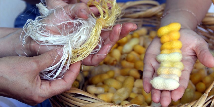 'Hatay Sarısı'nın neslinin devamı bilimsel çalışmalarla sağlanacak