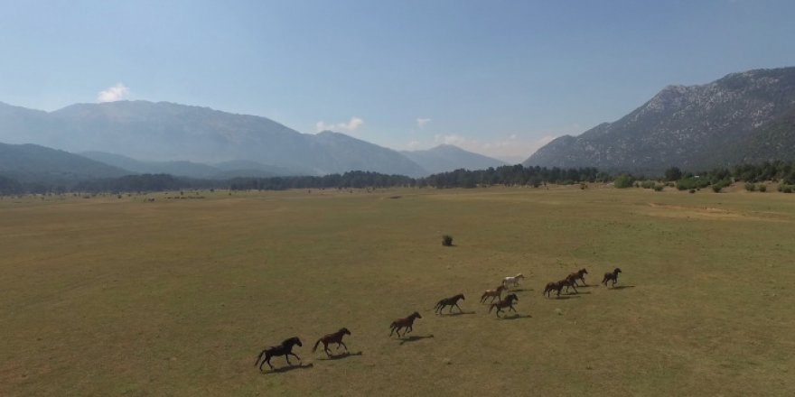 Antalya'da özgürlüğün sembolü Yılkı atları