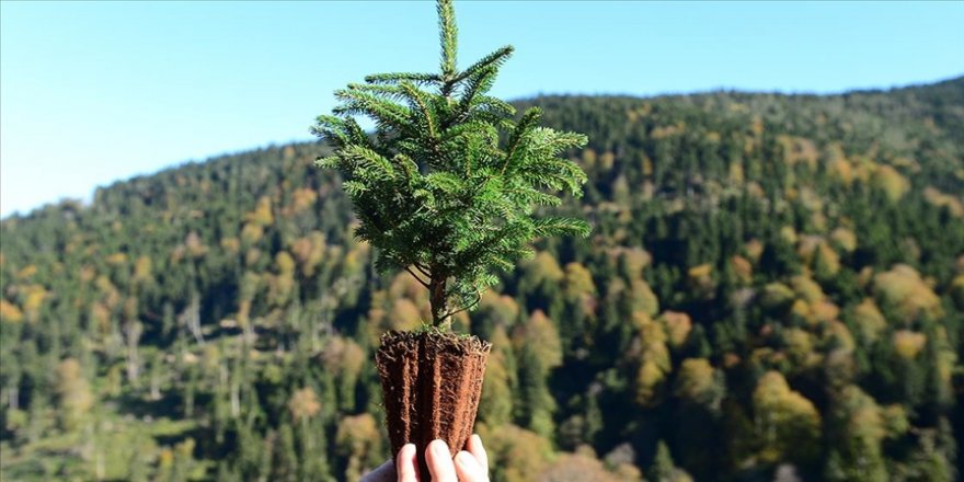 Marmaris'te yanan ormanlarda 300 bin fidan toprakla buluştu