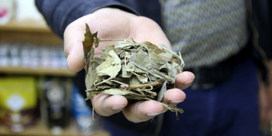 Atom bombasına direnen tek bitki, birçok derde deva oluyor