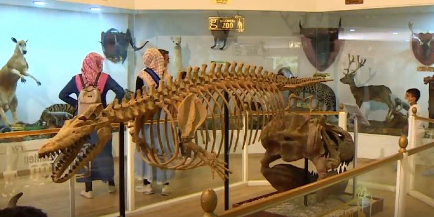 Gaziantep Zooloji ve Doğa Müzesi'nde milyonlarca yıllık fosiller sergileniyor