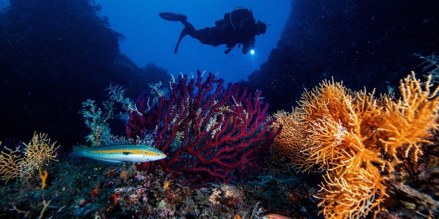 Okyanusların ısınması ve kirlenmesi canlı yaşamını tehdit ediyor