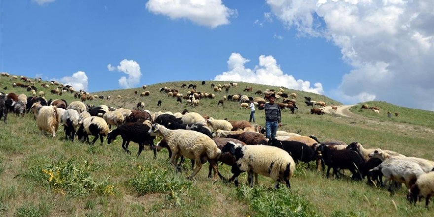 Muş'ta hayvan yetiştiricilerinin yayla yolculuğu başladı
