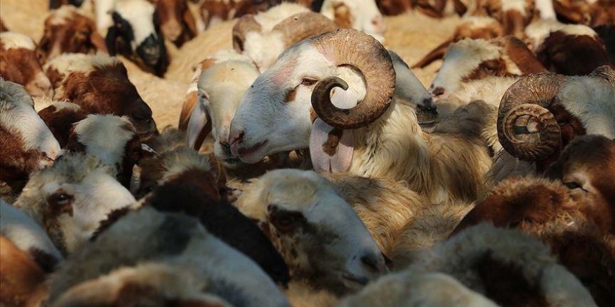 Küçükbaş kurbanlıklar daha çok tercih ediliyor