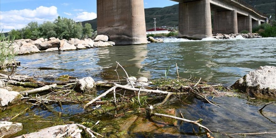 Kızılırmak'ta balık ölümleri görülmesi üzerine inceleme başlatıldı