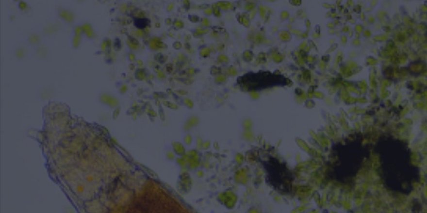 Donmuş toprak tabakasında canlı bulan bilim adamları şaşırdı