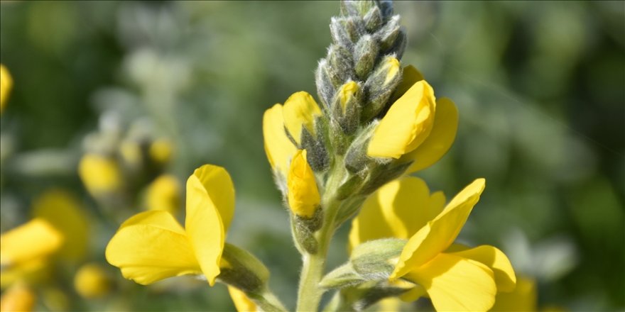 Nesli tehlike altında olan endemik bitki "Eber sarısı"nın yetiştiği yeni bir alan keşfedildi