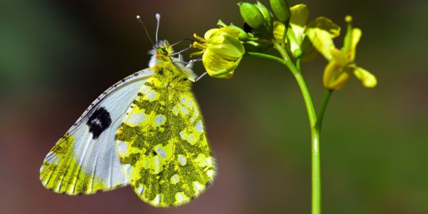 Adım adım gezdiği doğada 150 tür kelebeği fotoğraflamayı başardı