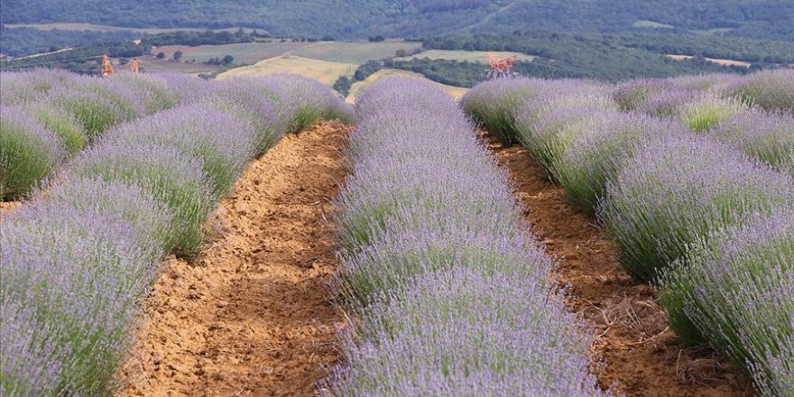 Tekirdağ'da çiçek açan lavanta tarlaları göz kamaştırıyor