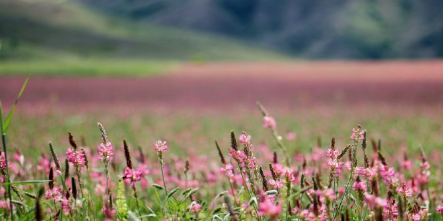 Pembe ve yeşilin buluştuğu çiçek tarlası hayranlık uyandırıyor