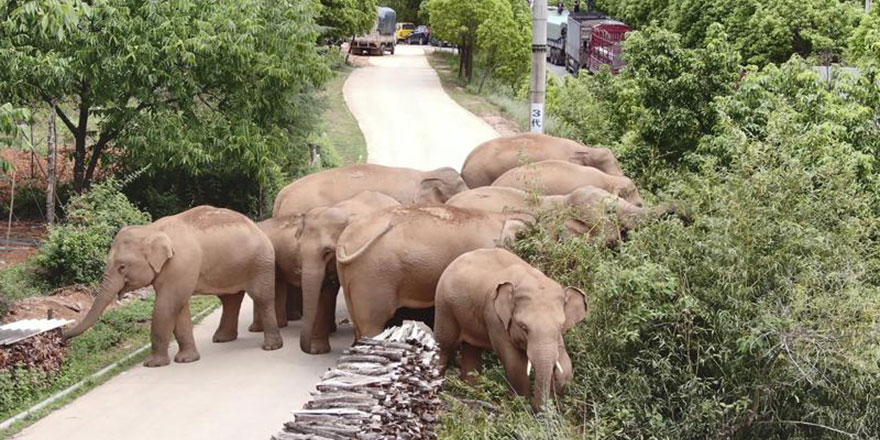 Çin'de 17 aydır yolculuk eden firari filler evlerine dönüyor