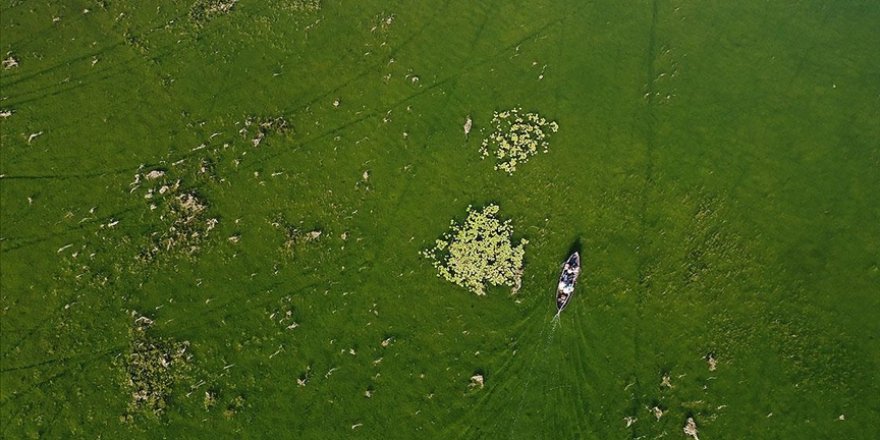 Denizli'de suları çekilen nehirde 'Sudan Koyun Geçirme Yarışması' düzenlemek için çözüm aranıyor