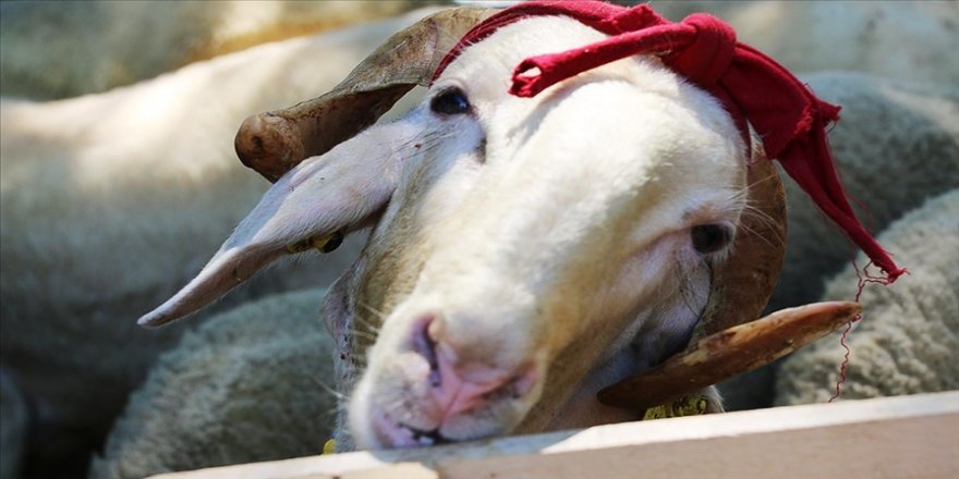 Diyanet'in 2022 yılı vekalet yoluyla kurban kesim bedeli açıklandı