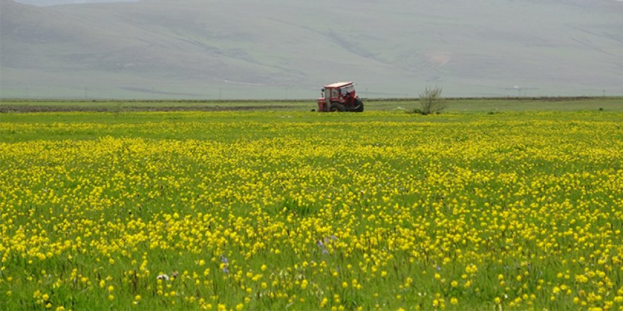 Yağışlar sonrası Ardahan ovası canlandı