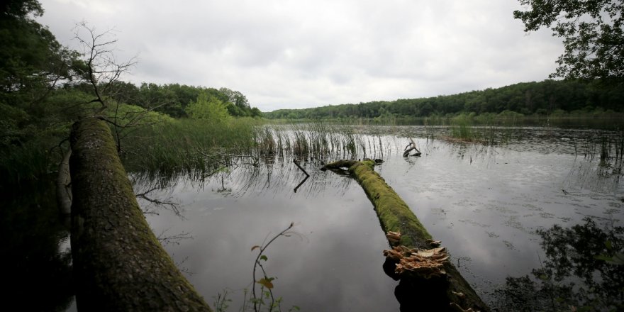 İstanbul'un yanı başındaki Trakya'nın longoz ormanları ziyaretçilerini bekliyor