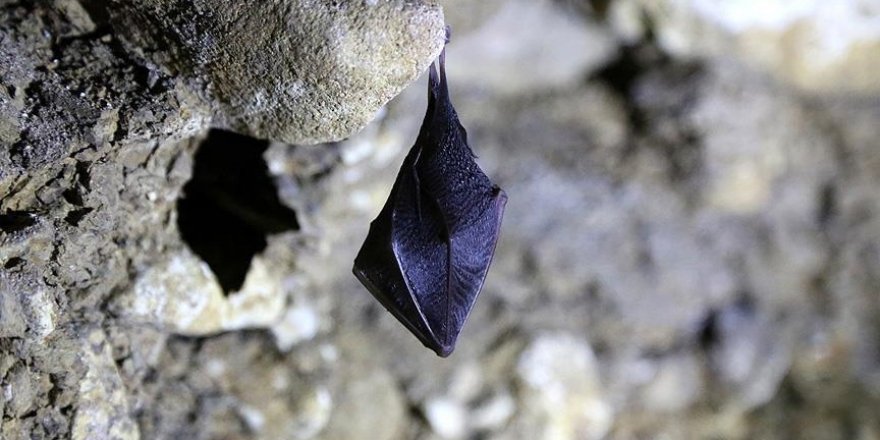 Çinli bilim insanları yarasalarda 24 yeni koronavirüs tipi keşfetti