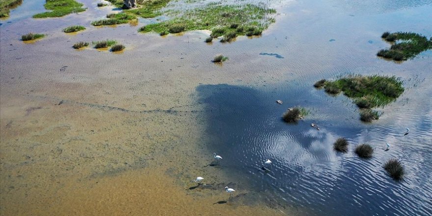 Hersek Lagünü yazı 235 kuş türüyle karşıladı