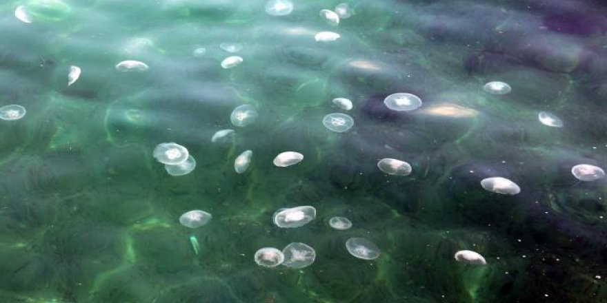 Marmara'daki kirlilik denizanası patlamasına da yol açtı