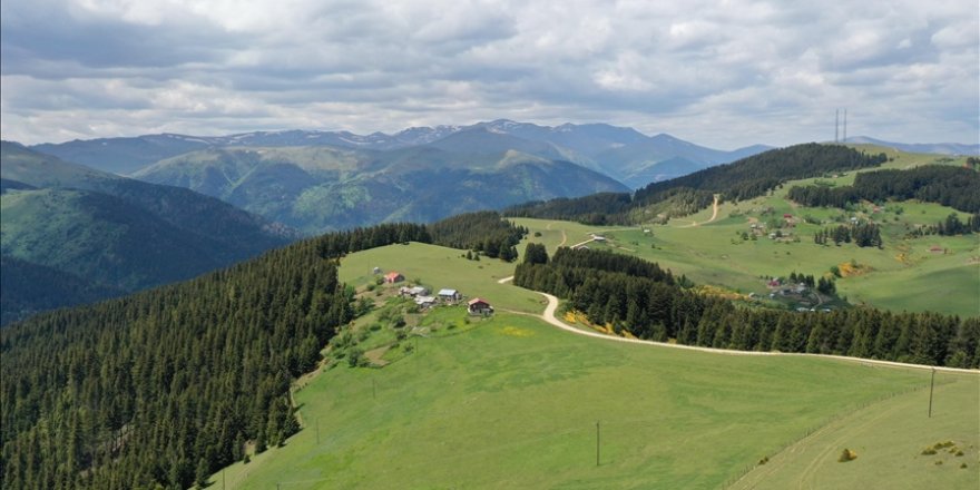 'Oksijen deposu' Kümbet Yaylası ziyaretçilerini ağırlıyor