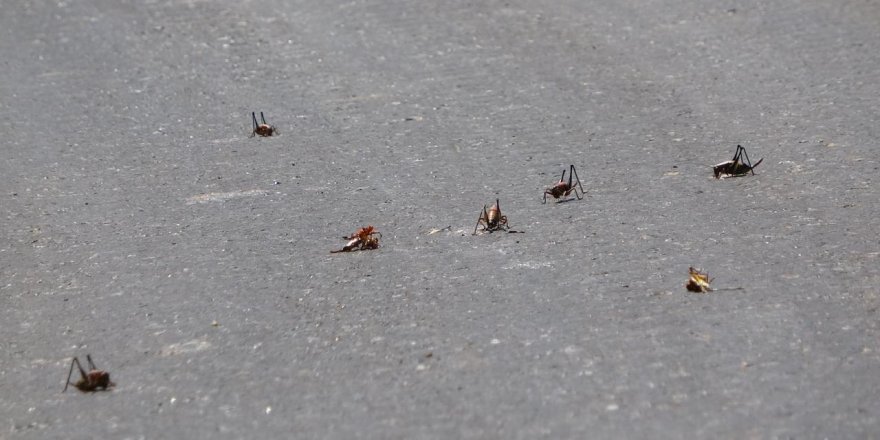 Muş'ta çekirgeler tarım alanlarını tehdit ediyor