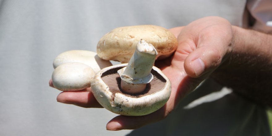 Prof. Dr. Türkekul'dan 'ikiz mantar' uyarısı