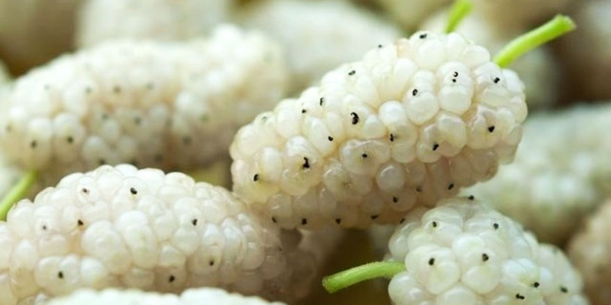 Kainat eczanesinden bir avuç dut meyvesinin 9 şifası