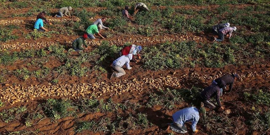Gazzeli çiftçiler İsrail saldırılarının ardından buruk bir hasat dönemi geçiriyor