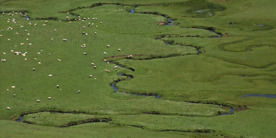 Karadeniz'in menderesleriyle ünlü Perşembe Yaylası doğaseverleri ağırlıyor