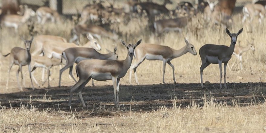 Ceylanpınar'da koruma altındaki ceylanların sayısı artıyor