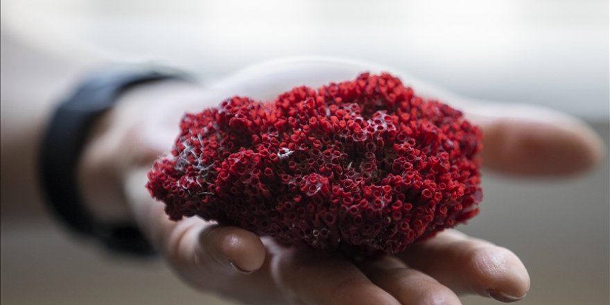 Aktarlarda satılan 'kardeş kanı' bitkisi, hayati tehlike oluşturuyor