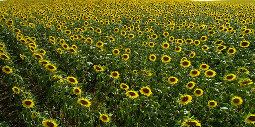 Çukurova'da sarıya boyanan ayçiçeği tarlaları doğal fotoğraf stüdyosu haline geldi