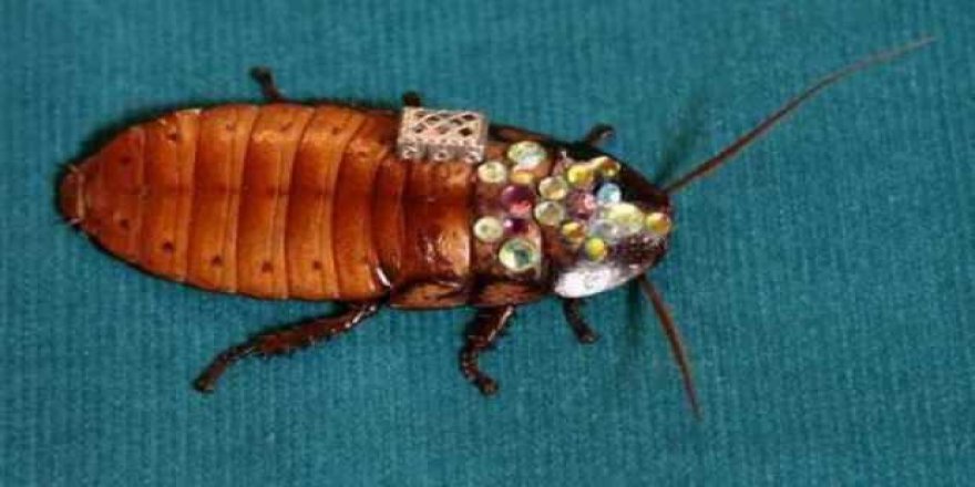 Arama-kurtarma görevlerinde hamam böceği kullanılacak