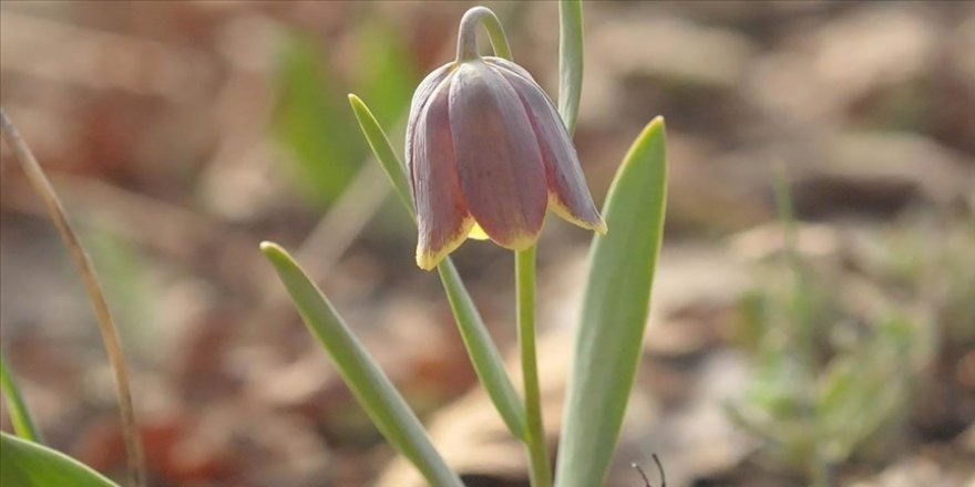 Hatay sınırında yeni bir ters lale türü bulundu