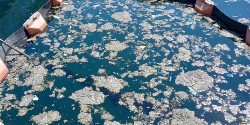 İstanbul Üniversitesi, müsilajı deniz bakteri izolatlarıyla temizlemeyi başardı