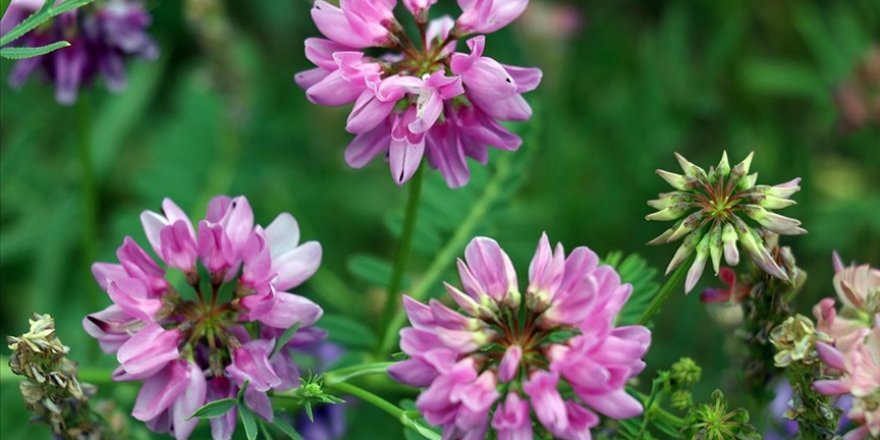 Ağrı'da doğada renk cümbüşü oluşturan çiçekler fotoğraf tutkunlarının ilgisini çekiyor
