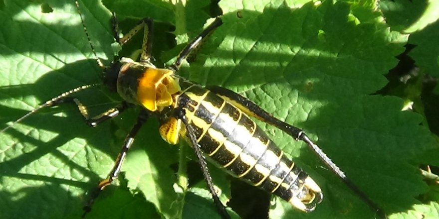 Dev çekirgeler bu kez Çatak'ta görüldü