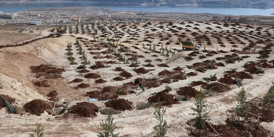 Türkiye'de çölleşme ve kuraklıkla mücadele çalışmaları aralıksız sürüyor