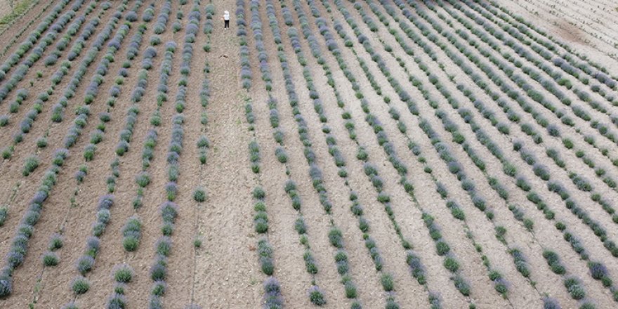 Safranbolu'da çiçek açan lavanta tarlaları göz kamaştırıyor