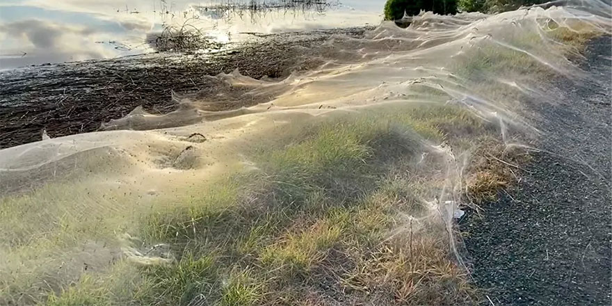 Develeri katleden Avustralya'ya sel ve fare istilasının sonra şimdi de örümcekler musalat oldu