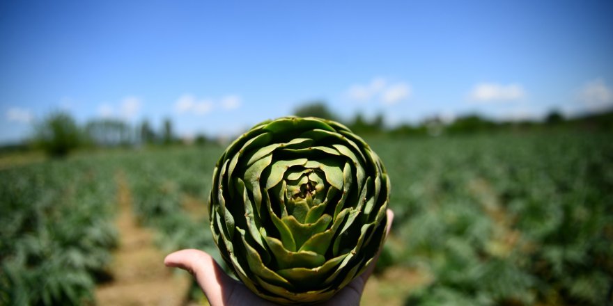 Kainat eczanesinden enginar ile karaciğer yenileniyor