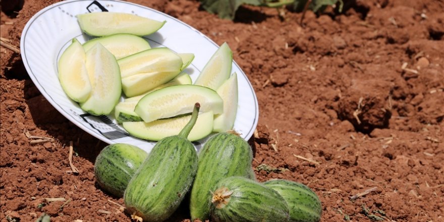 Viranşehir'in 'şelengo'su tescillenerek koruma altına alındı